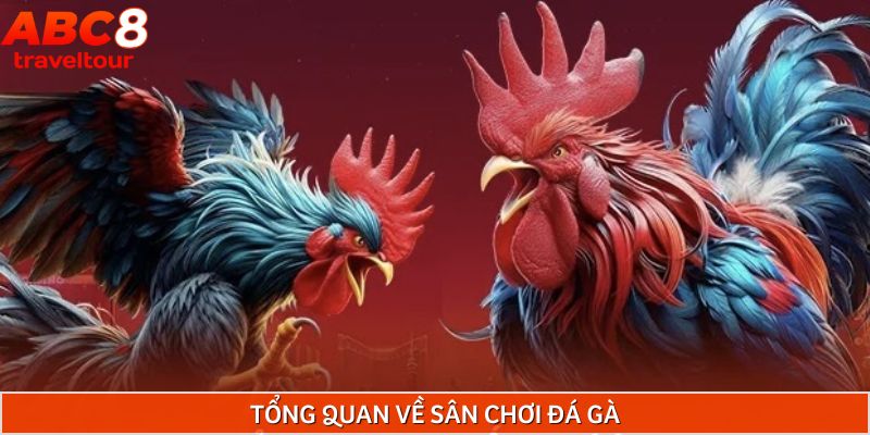 Giới thiệu toàn cảnh về đấu trường đá gà ABC8